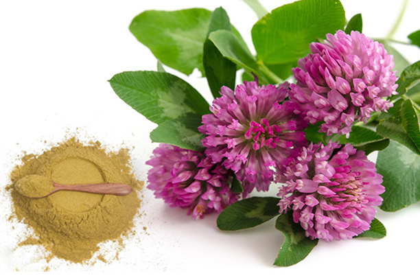 How to Use Red Clover Extract for Hair Growth?